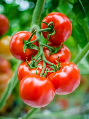 Elite tomaten